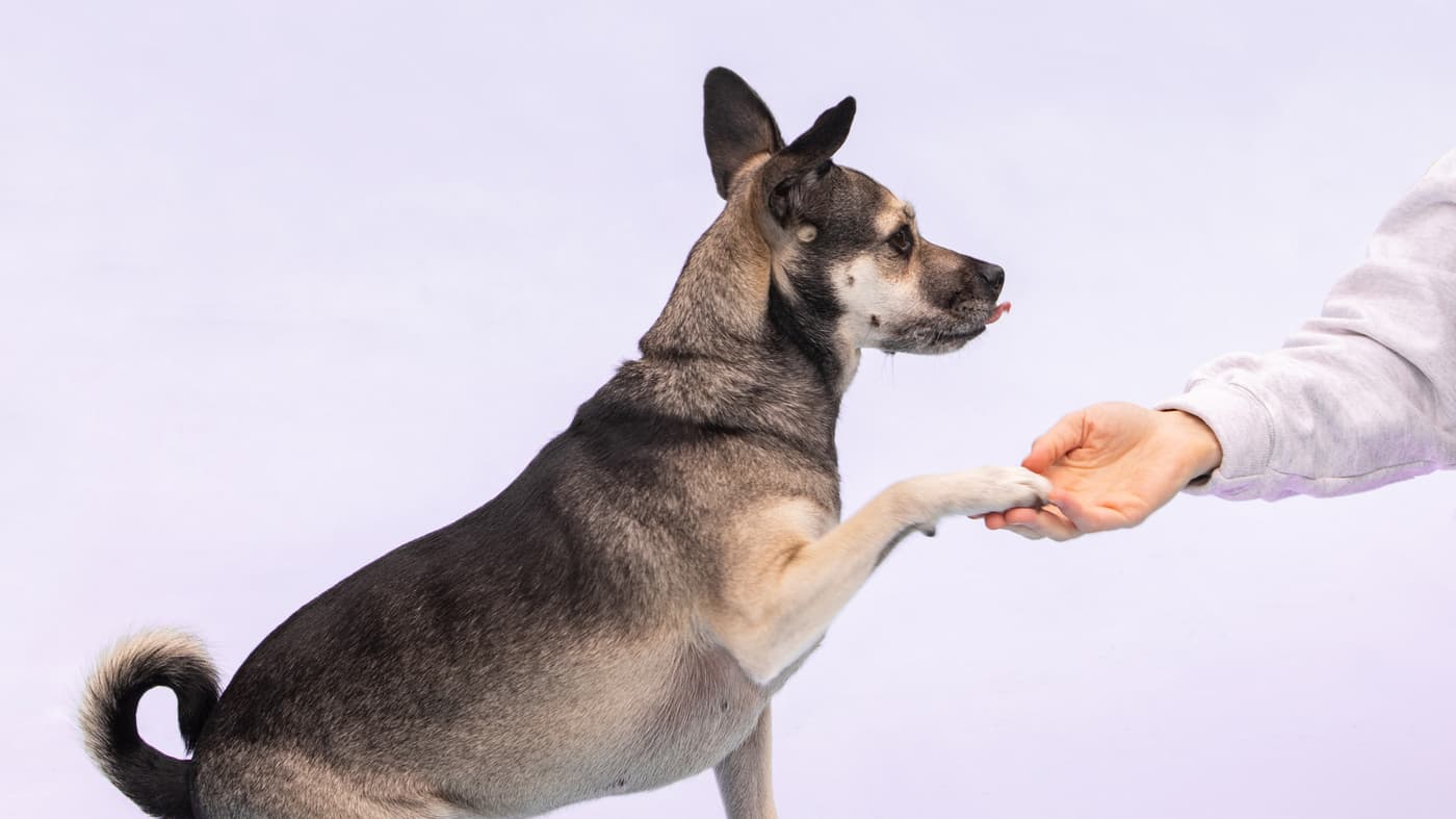 Master ASPCA Training Classes with Expert Tips from Rob’s Dog Training