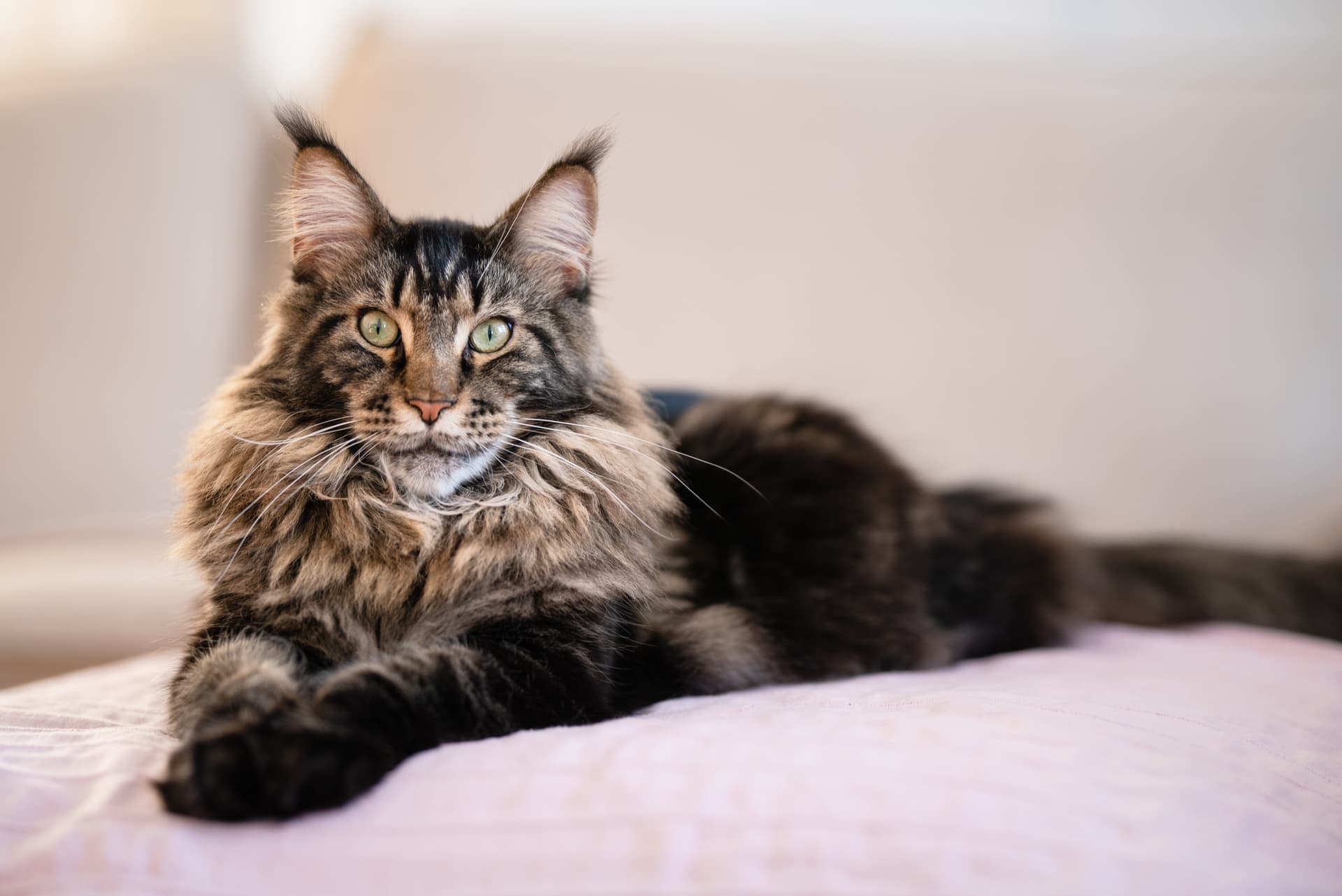 Purebred Maine Coon Kittens Northern California – Home Raised