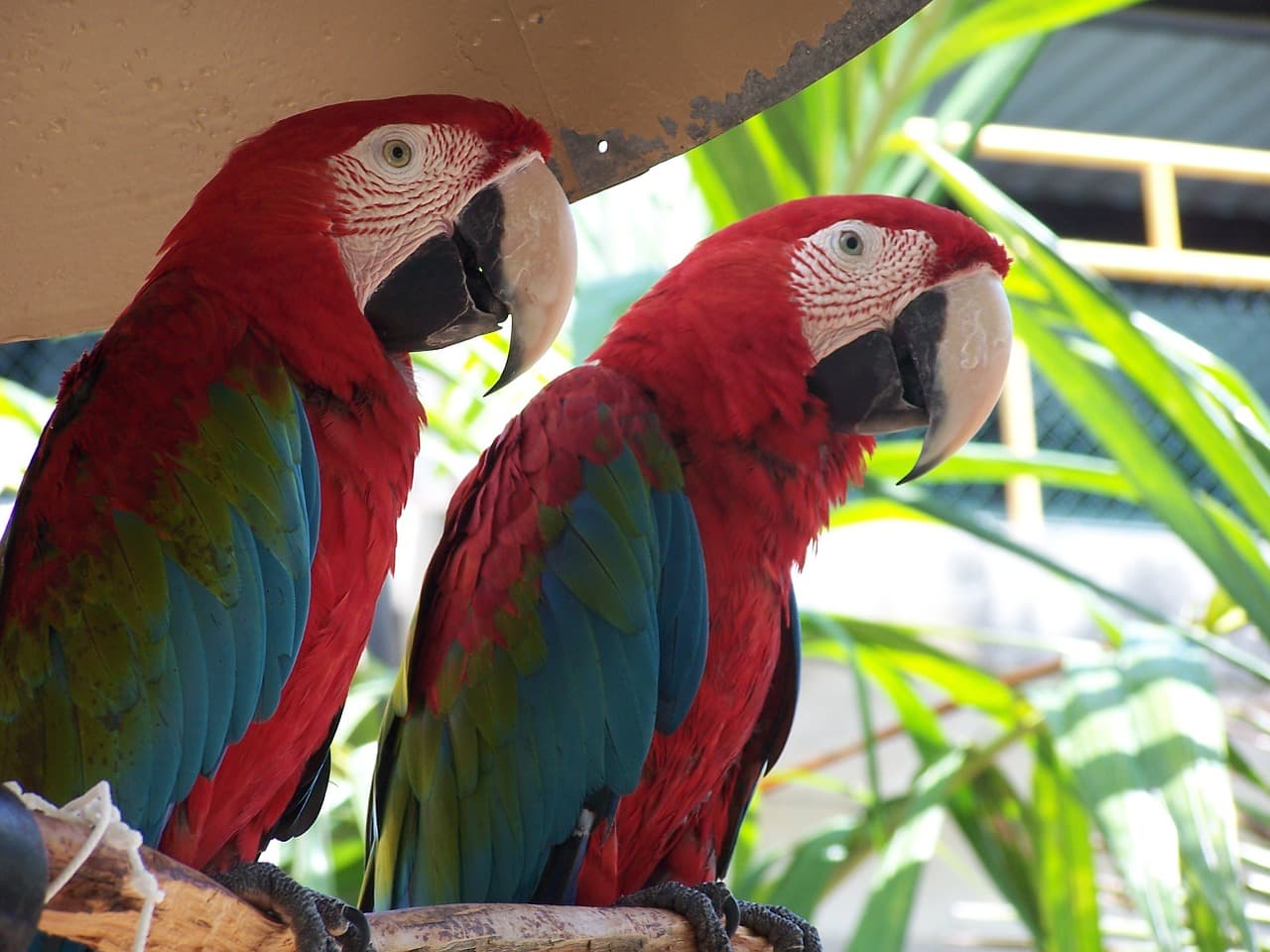 Parrots for Sale – Professional Breeding at Amazing Birds Farm