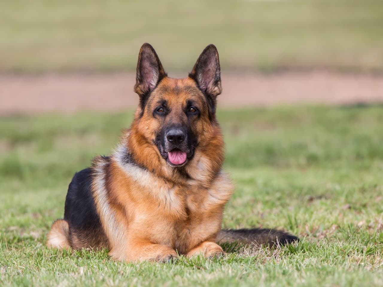 Security Dog Services Leeds – Elite Trained Dogs for Maximum Deterrence | ISA Support Services