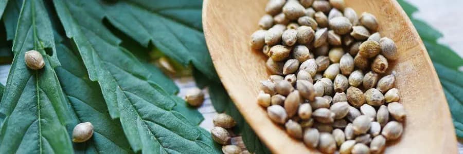 Your Reliable Source for High-Quality Hash Madrid – Clubs Cannabis Madrid