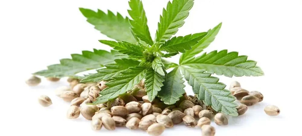 Albino Penis Envy Mushrooms Premium at Bud Cargo – Top Tier Potency Guaranteed