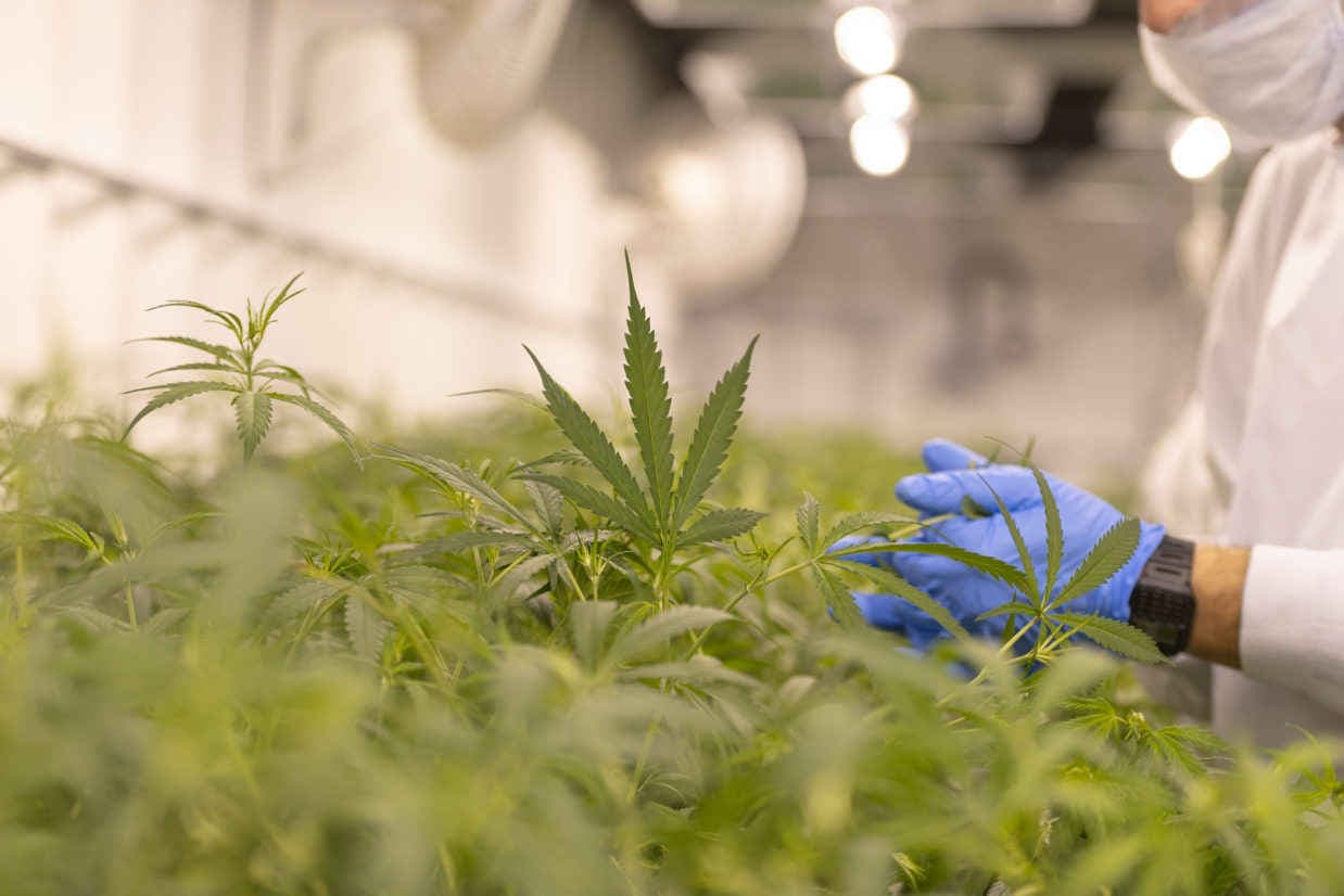 Cannabis club hamburg – Vertrauen, Qualität &amp; Transparenz