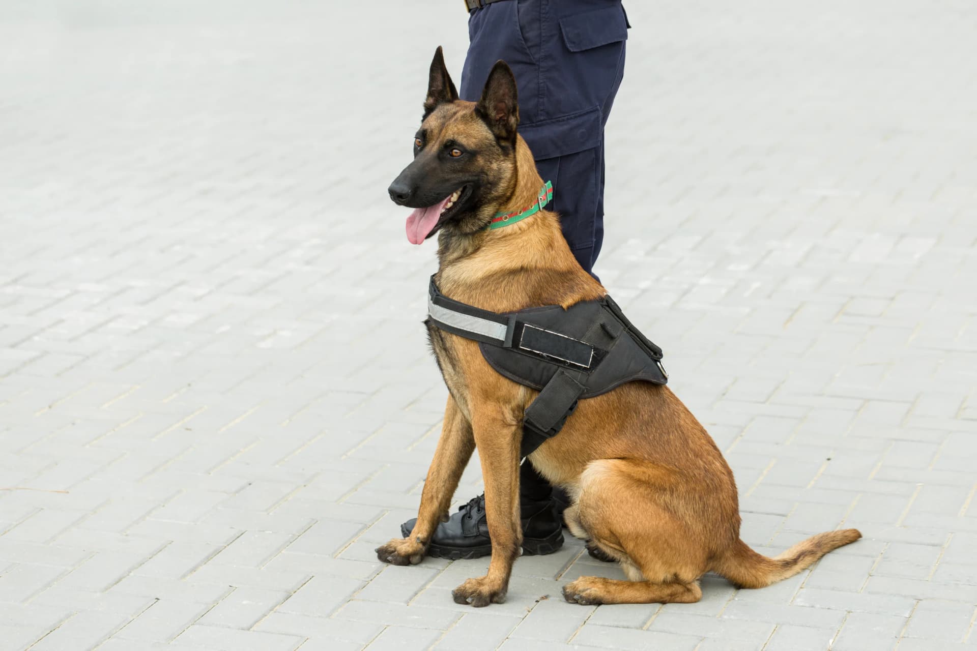 Security Dog Services in Leeds for Comprehensive Protection
