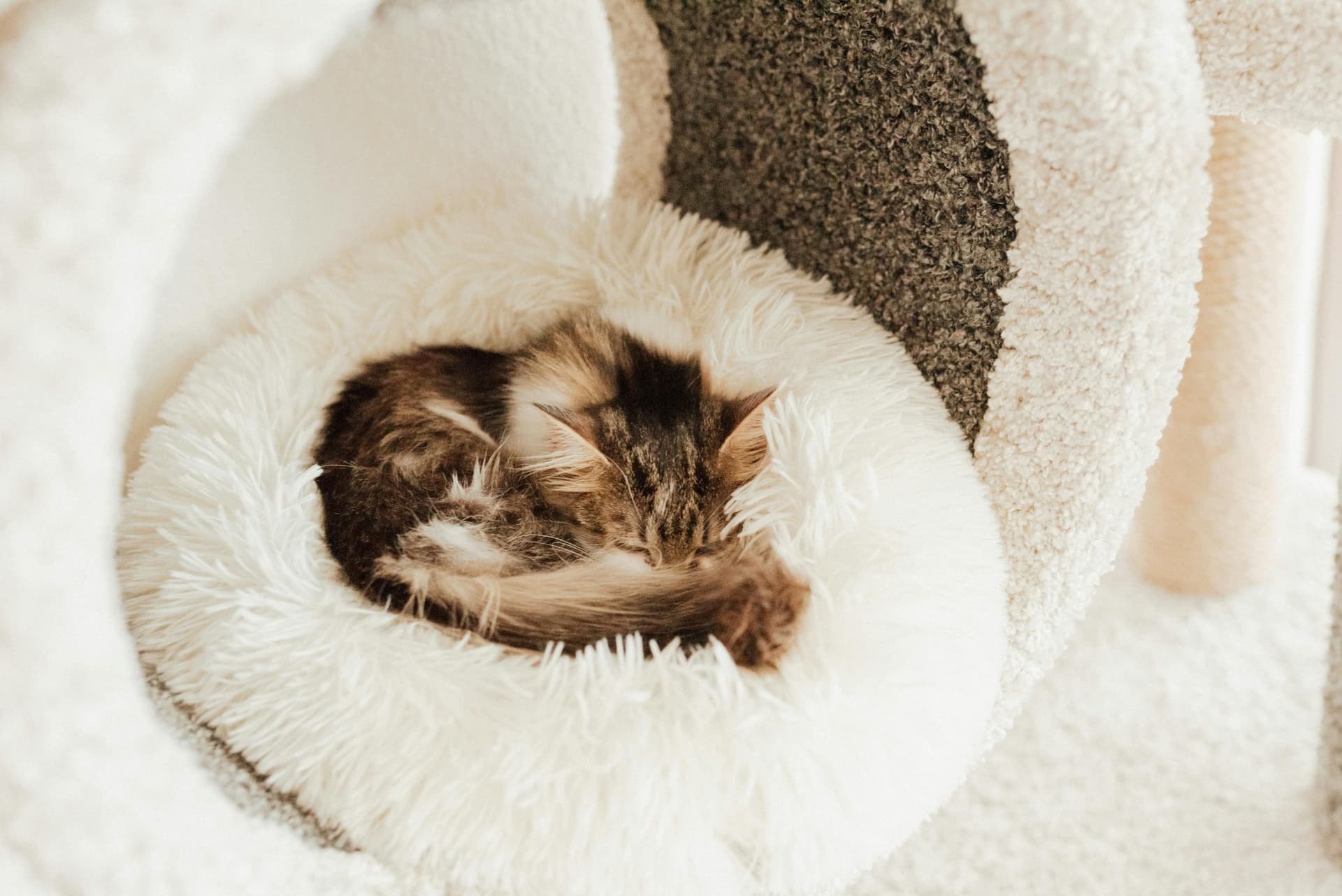 Maine Coon Cats for Sale Sacramento – Reserve Your Kitten Today