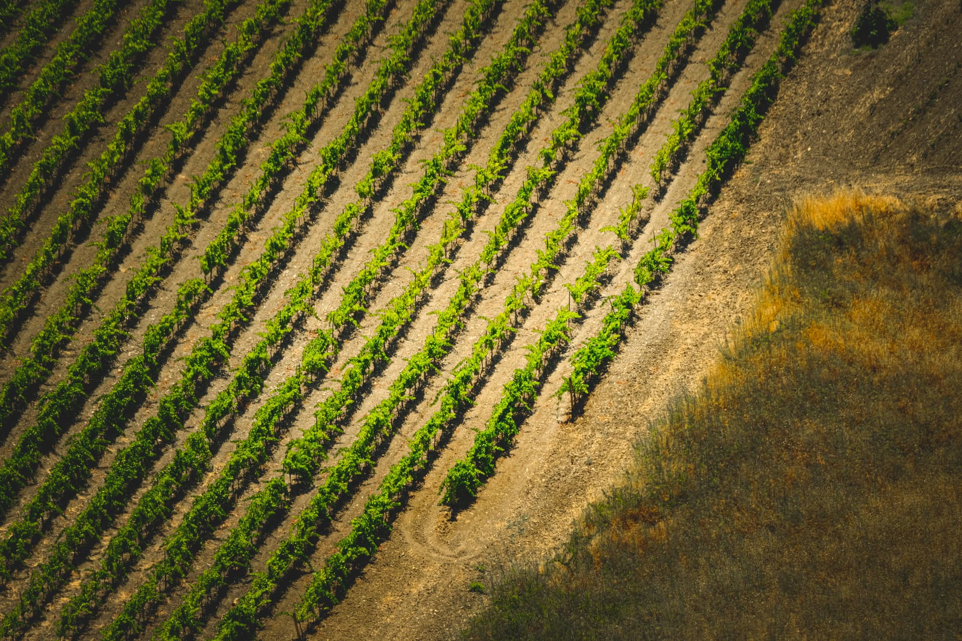Discover a Boutique Winery Sacramento Guests Can’t Stop Talking About