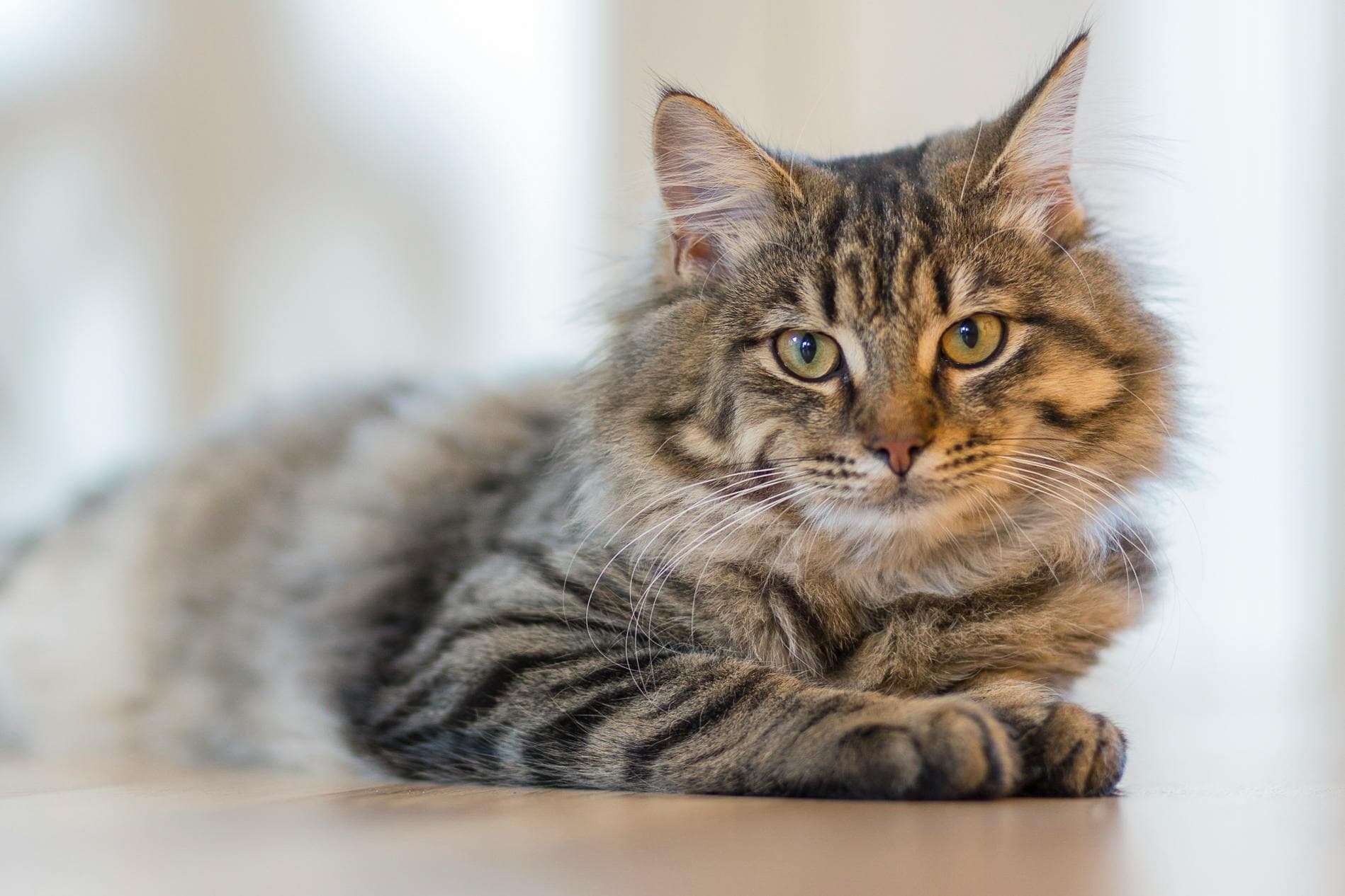 Pedigreed Maine Coon Kittens for Sale California Families Adore