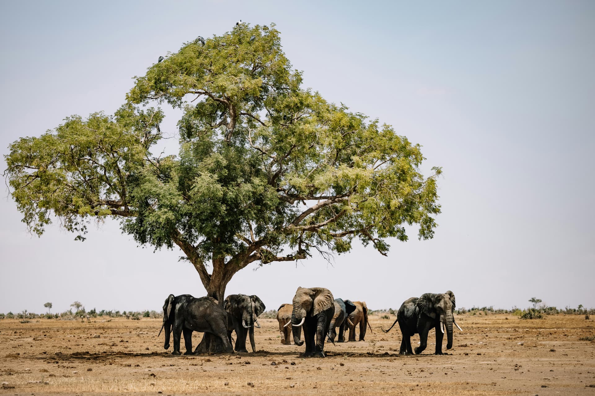 Tanzania Safari: Explore Nature, Culture &amp; Wildlife Together