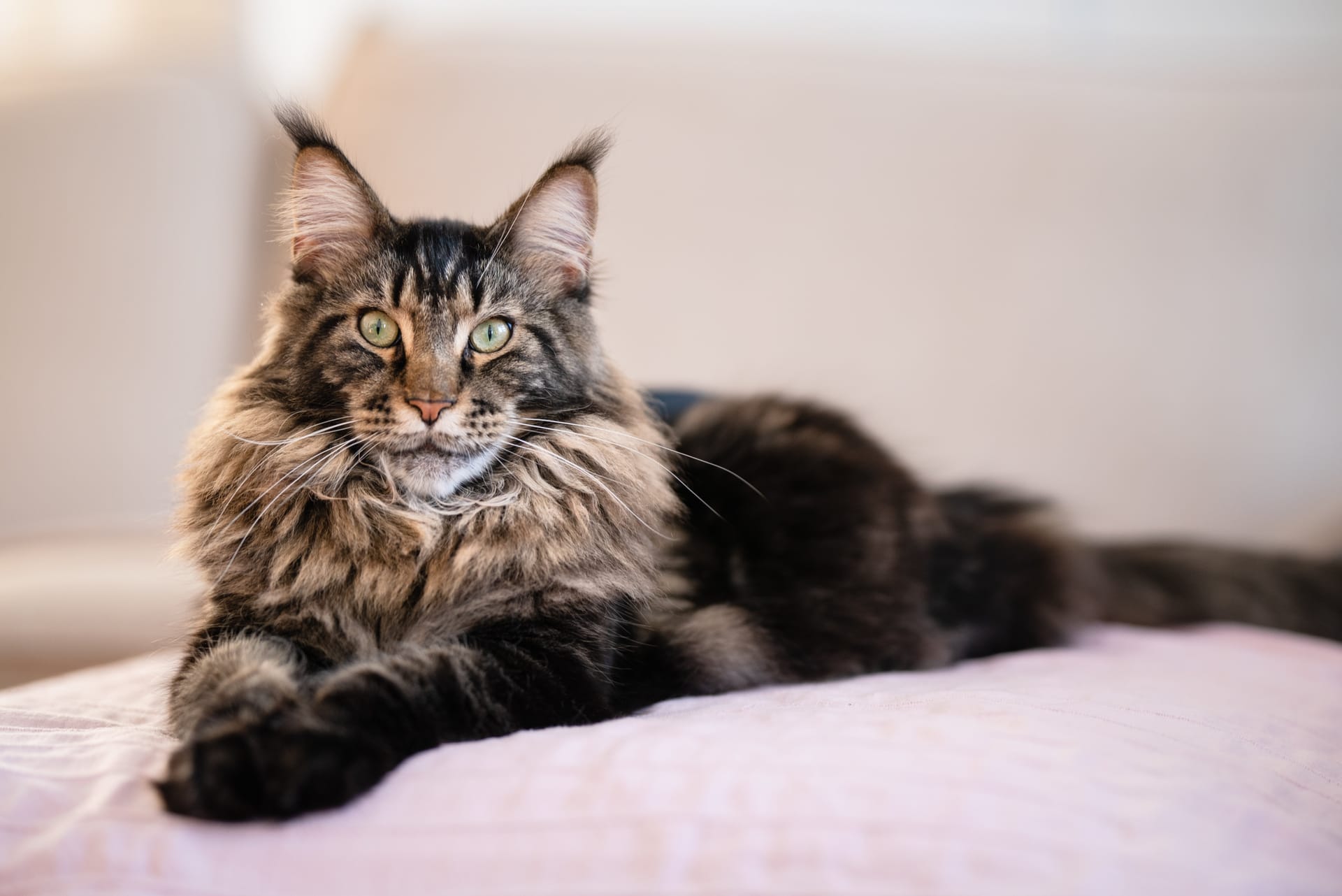 Purebred Maine Coon Kittens Northern California – Home Raised