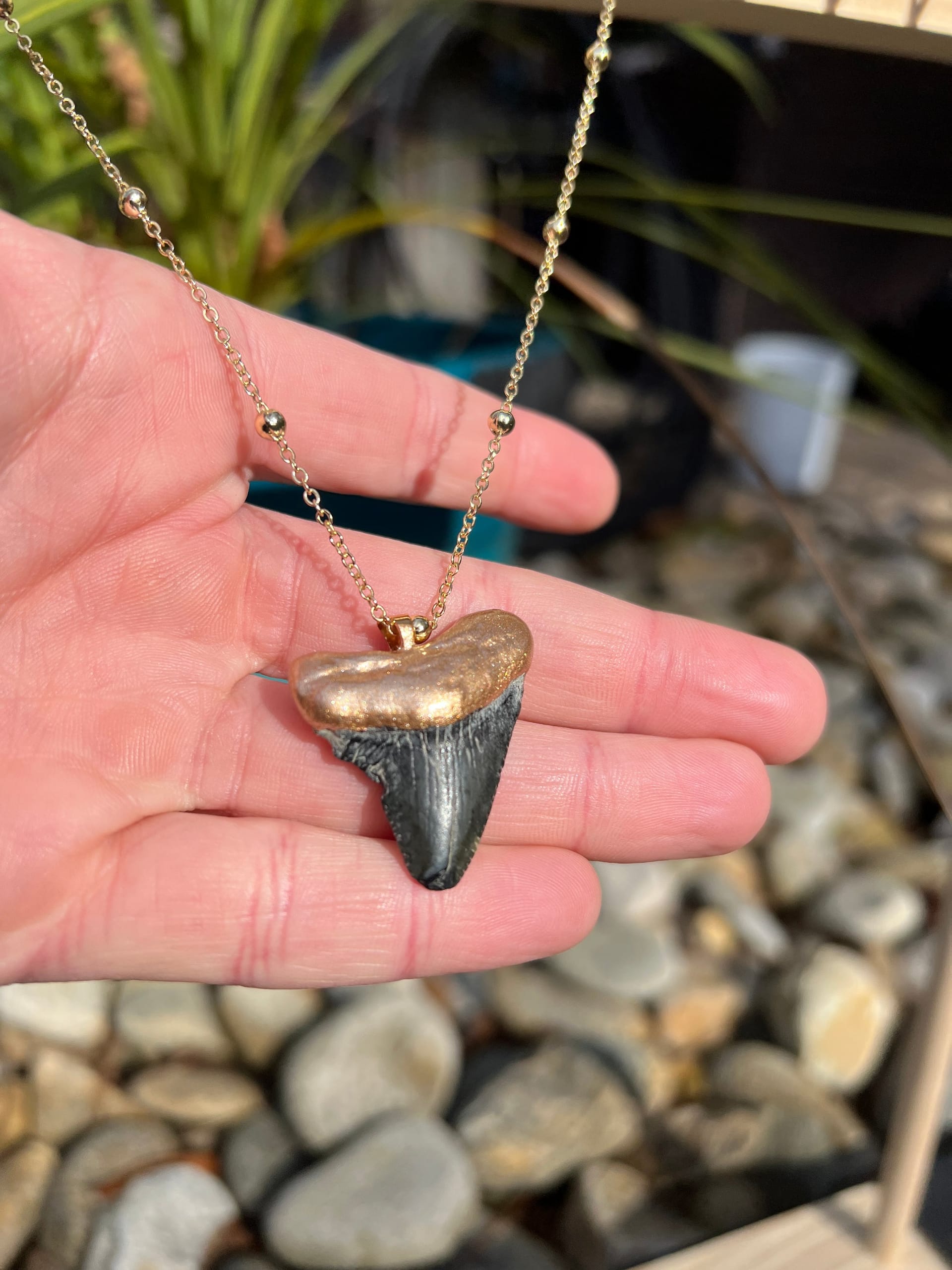 STEP-BY-STEP MEGALODON TOOTH BUYING GUIDE