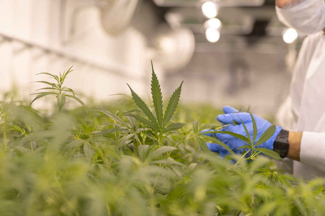 Cannabis club hamburg – Vertrauen, Qualität & Transparenz