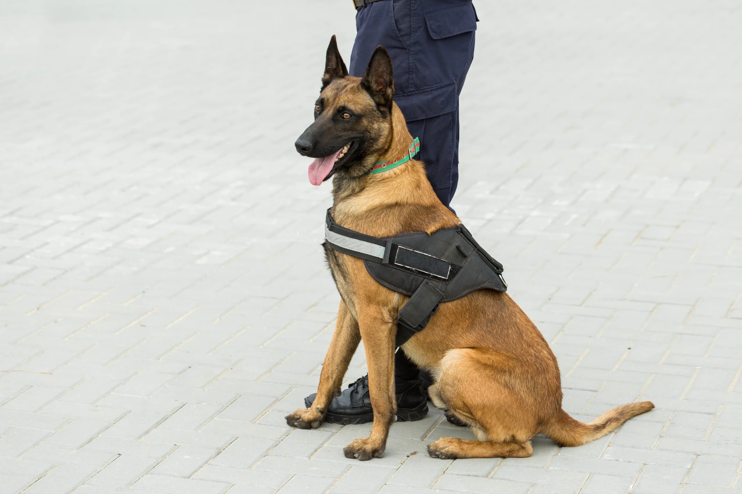 Security Dog Services in Leeds for Comprehensive Protection